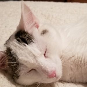 Meet your Posher, Samantha